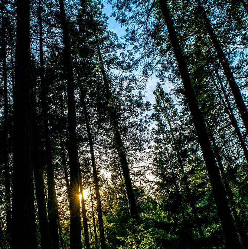 Sunlight falling through a canopy of tall forest trees.